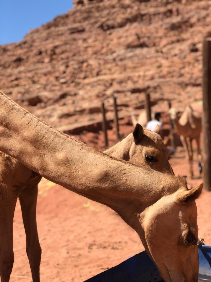 Rum Desert Princess Camp Ram Vadisi Dış mekan fotoğraf